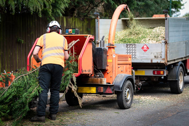 The Steps Involved in Our Tree Care Process in Emmaus, PA